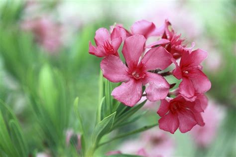 Oleander Care Tips For Growing Oleanders In The Garden In 2020