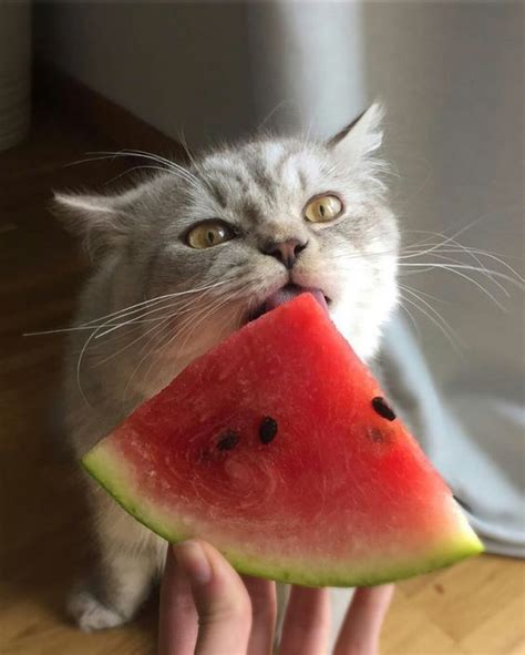 Your Cat Can Definitely Eat Watermelon If They So Desire As Cats