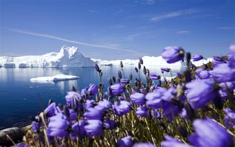 Purple Arctic Flowers Wallpapers Hd Wallpapers Id 10593