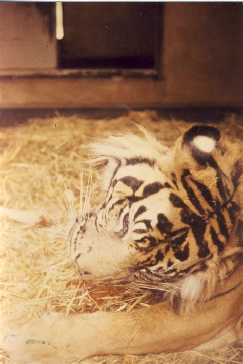 Sumatran Tiger Chester Zoo 11 August 1984 Zoochat