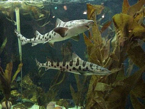 Freshwater Sharks Aquarium Fish Fresh Water Aquariums Aquarium Fish