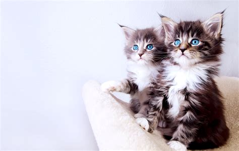 Cute Baby Cats Wallpapers HD / Desktop and Mobile Backgrounds
