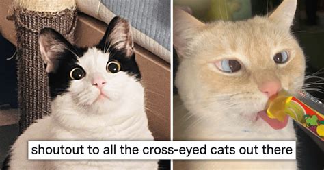 28 Pictures Of Cross Eyed Cats That Are Absolutely Perfect In Our Eyes