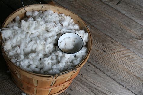 Cotton Farming Xochil