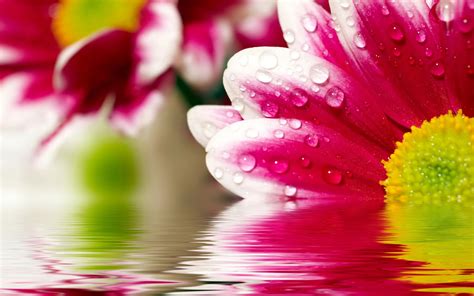 We have a massive amount of hd images that will make your computer or smartphone look absolutely fresh. Most Desirable Pink Color Flowers HD Wallpapers Collection ...