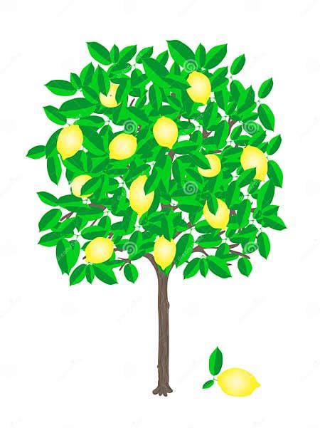 Lemon Tree Stock Vector Illustration Of Cultivated Tree 17776095