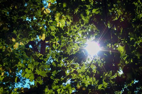 1366x768 Wallpaper Green Tree Leaves With Sun Rays Photo Peakpx