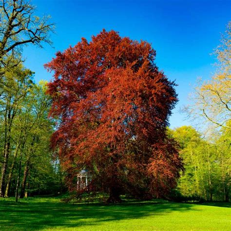 10 Fast Growing Trees To Fill Out Your Landscape Fast Growing Trees Growing Tree Trees For