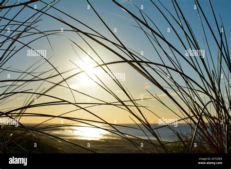 View Through Beach Grass On A Dune To The Sea On The North Sea Coast In