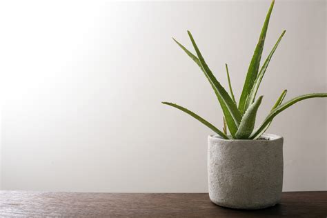 Free Stock Photo 17384 Potted Aloe Vera Plant On A Wooden Table