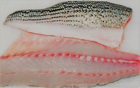Wild East Coast Striped Bass And Why We Love It Adelphia Seafood