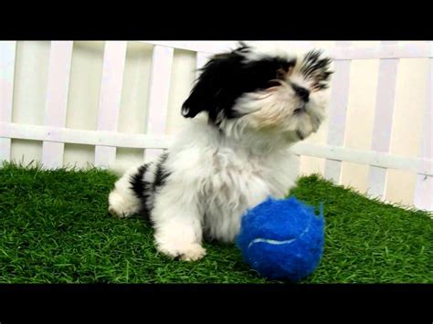 Find wolf hybrid puppies for sale and dogs for adoption. Shih Tzu puppies for sale san diego puppy - YouTube