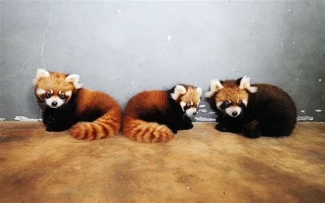 Panda Triplets Born Triplet Lesser Pandas Rest At A Zoo In Yantai