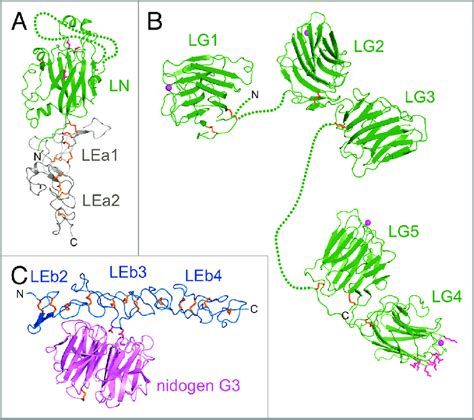 Quaternary structure refers to the cases in. Crystal structures of laminin fragments. Polypeptide ...