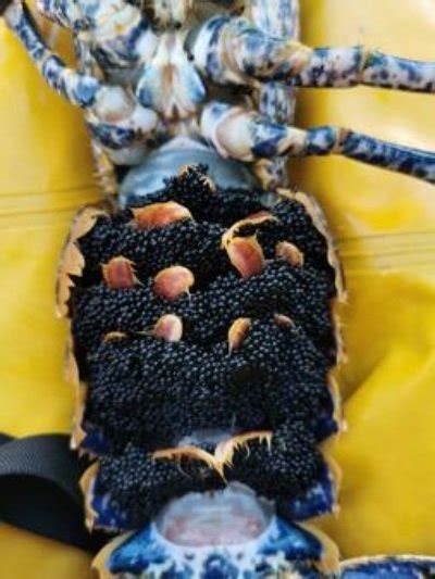 Devon And Severn Ifca Begins Berried Lobster Seasonality Surveys