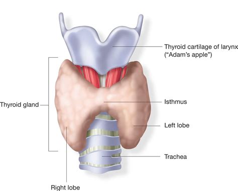 Thyroid Gland And Its Disorders Definition Examples Diagrams