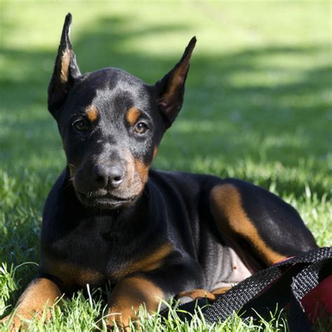 European doberman puppies for sale. 15 Best Images Buy Doberman Puppy Nyc : Puppyfinder Com ...