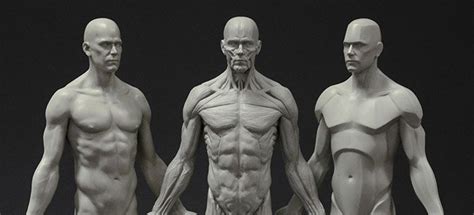 3d Total Recently Crowd Funded And Released A Set Of Eight Anatomical