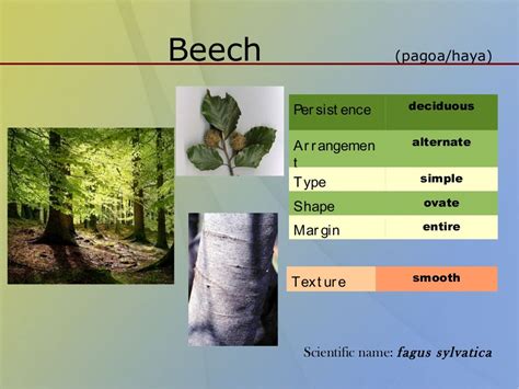 Classification Of Trees