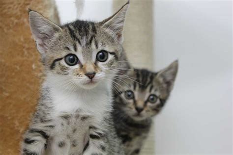 Cat And Kitten Adoption Northcote Adopt A Cat Today