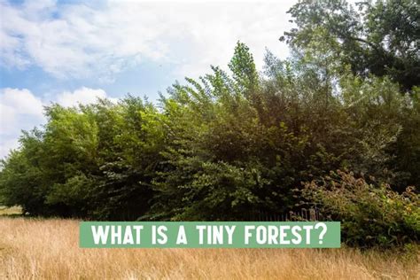 What Is A Tiny Forest And How Can They Improve Urban Environments