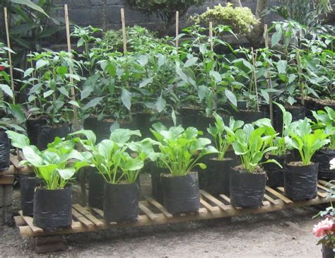 teknik menanam sayuran  pekarangan rumah sebagai penghasilan tambahan