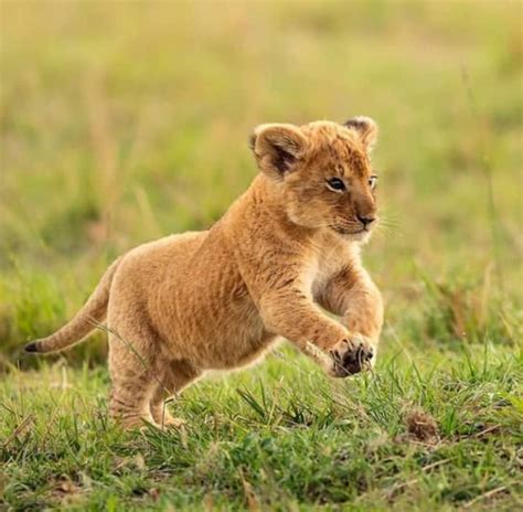 Latest stories other interesting articles. Buy LION CUBS online | Exotic Pets for Sale | Parrots for ...