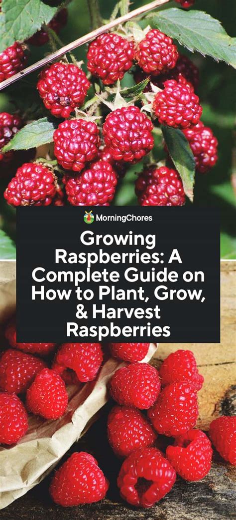 Growing Raspberries A Complete Guide On How To Plant Grow And Harvest Raspberries