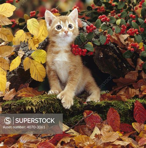 Domestic Cat Felis Catus Ginger Kitten Among Autumn Leaves And