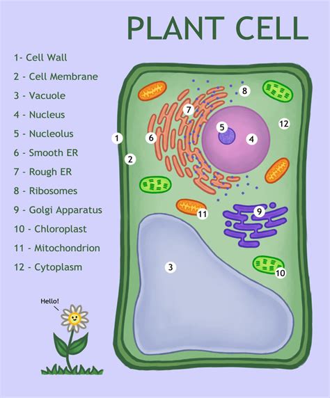Plant Cell Diagram Quizlet