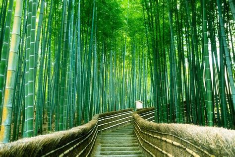 Arashiyama Bamboo Forest Hd Wallpaper Nature Wallpaper
