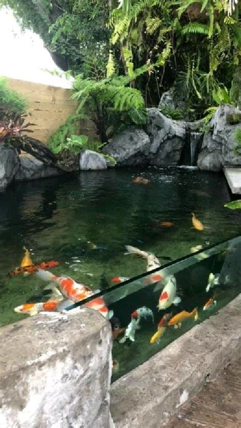 Dream Gardens With Colorful Fishes Pt In Garden Pond Design