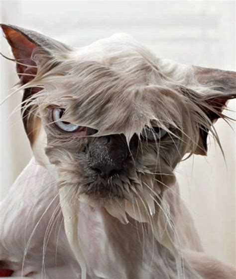 Revenge In Mind 17 Wet Cats Who Will Never Forgive You Momme Cats