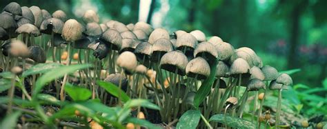 Magic Mushroom Hunting A Field Guide Zamnesia Blog