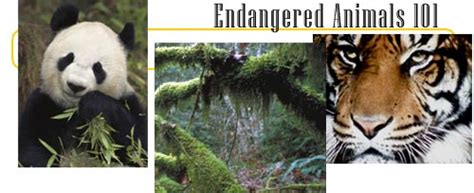 Endangered Animals Articles Illustrations And Games