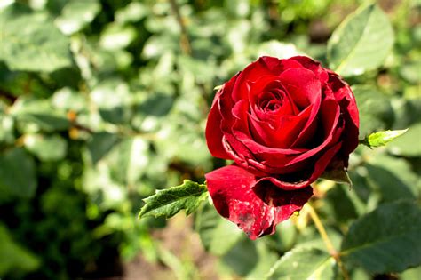 The Open Bright Bud Of A Red Rose Grows In The Garden Stock Photo