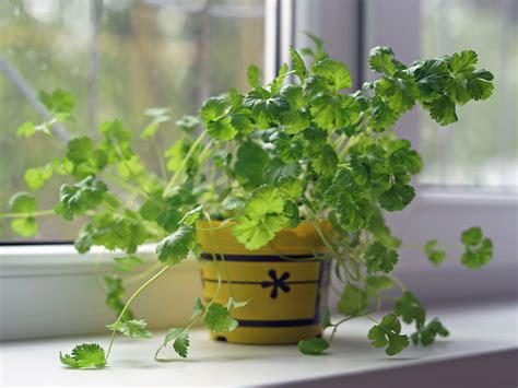 5 great reasons to love not hate coriander or cilantro