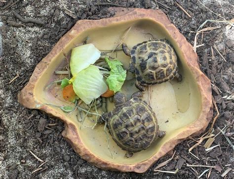 Pérou Compte Vide La physique Burger Se soucier aliment pour tortue