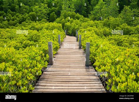 Wooden Bridge At Mangroves In Tung Prong Thong Or Golden Mangrove Field