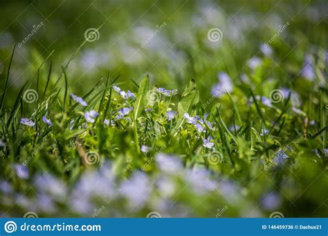 Beautiful Small Blue Flowers Blossoming In The Grass In Spring Stock