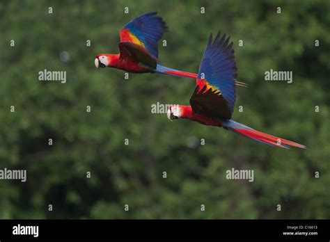 Scarlet Macaws Ara Macao Hi Res Stock Photography And Images Alamy