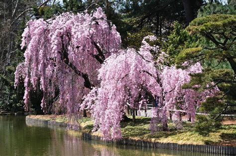 Weeping Higan Cherry Tree Weeping Cherry Tree Landscaping Trees Wisteria Tree