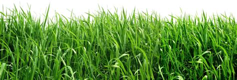 You can download 600x600 sand grass clumps 2.png ❤ liked on polyvore featuring grasses. Swamp clipart green grass, Swamp green grass Transparent ...