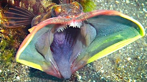 The Fish That Looks Like The Predator Deep Sea Creatures Weird