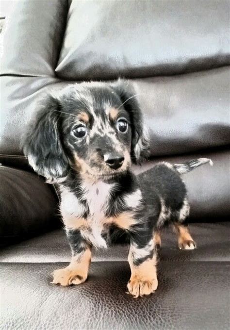 Pups, english cream miniature dachshunds, champion, show, champion lines, dachsie, guardian dachshunds, miniature dachshund puppies, mini we occasionally sell mini dachshund pups with full akc registration for show. Mini dachshunds puppies for sale! Super adorable ...