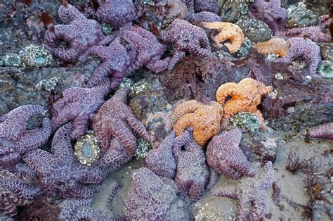 Purple Sea Star Pisaster Ochraceus Our Wild World