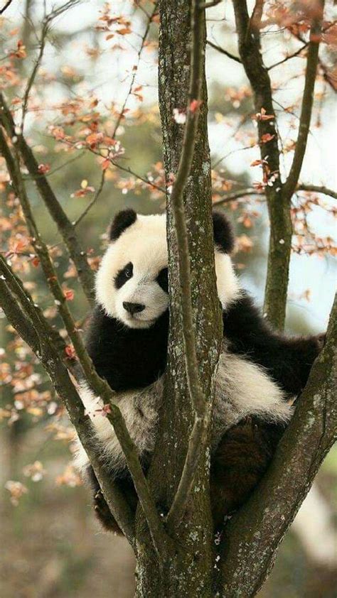 Cute Panda Iphone Hd Wallpapers Wallpaper Cave