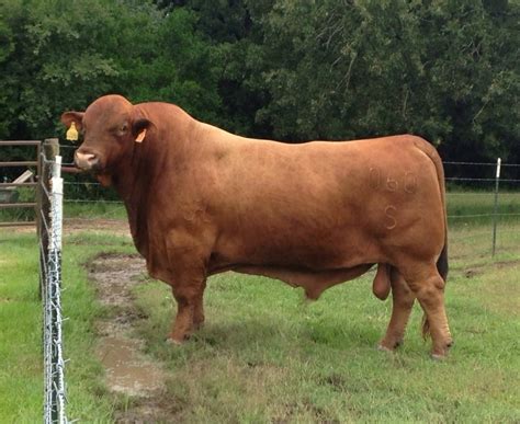 A Fine Beefmaster Bull Ganado Bovino Ganado Vacuno Fotos De Monterrey