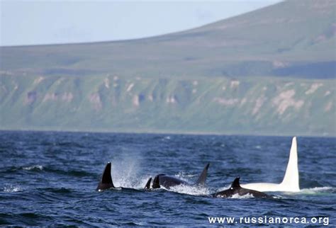 White Killer Whale Discovered By Russian Scientists Off Kamchatka