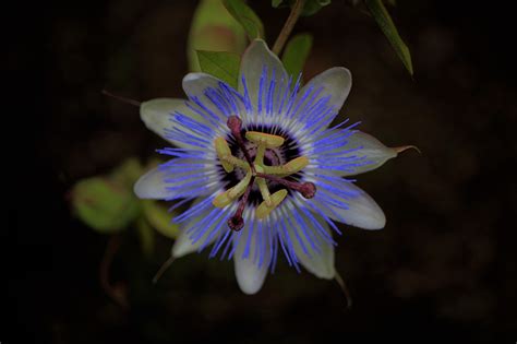 Passion Flower Blue Purple Free Photo On Pixabay Pixabay